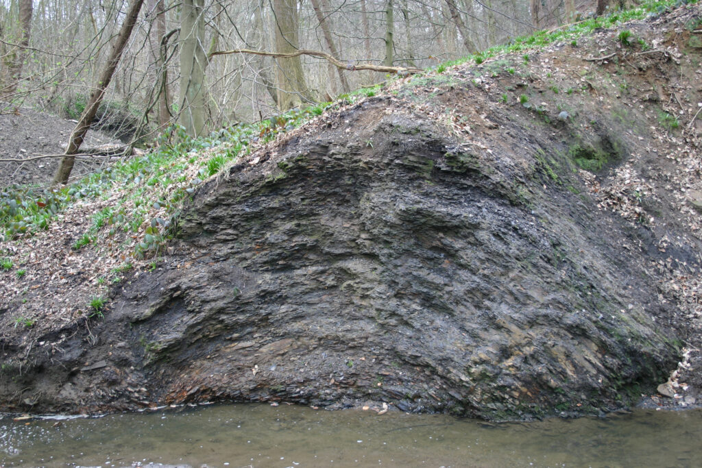 Fig 10 Small folds in Millstone Grit Group shales. Roundhay Park. Leeds 