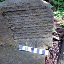 Plant fossils in Prince Of Wales Park, Bingley