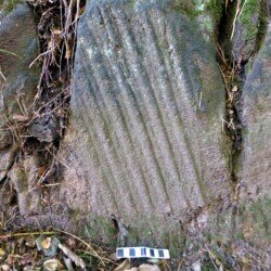 Plant fossils in Prince Of Wales Park, Bingley