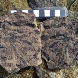 2019 - Roseberry Topping. Jurassic plant fossils found at Roseberry Topping