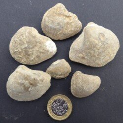 2021 - East Leeds. Schizodus fossils from Garforth Cliff