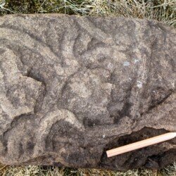 2021 - Ponden Clough. Olivellites Plummeri trace fossils